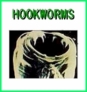 hookworm